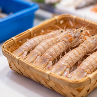 Mantis Shrimp