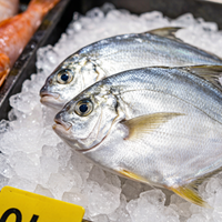 Silver Pomfret