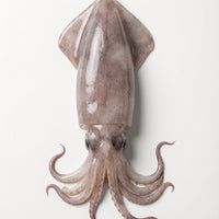 Grilled Squid